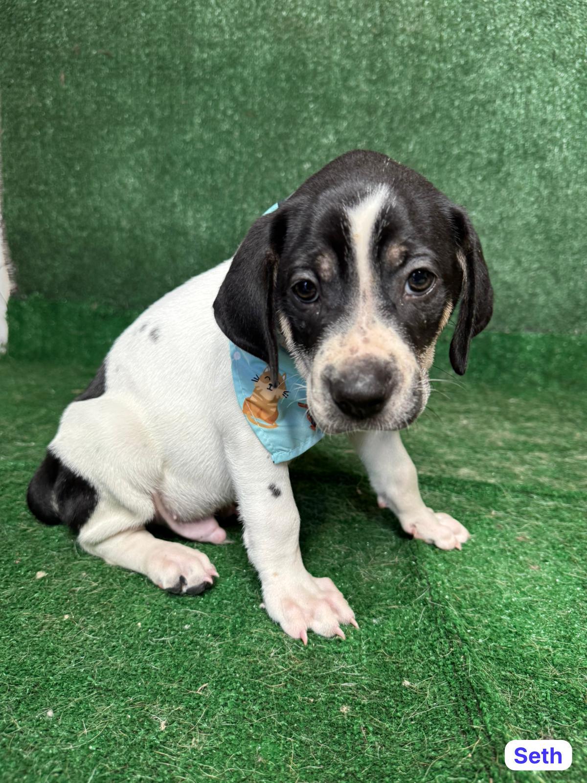 Enlarge Seth , a ADOPTABLE mixed breed in New York, NY image 4/4