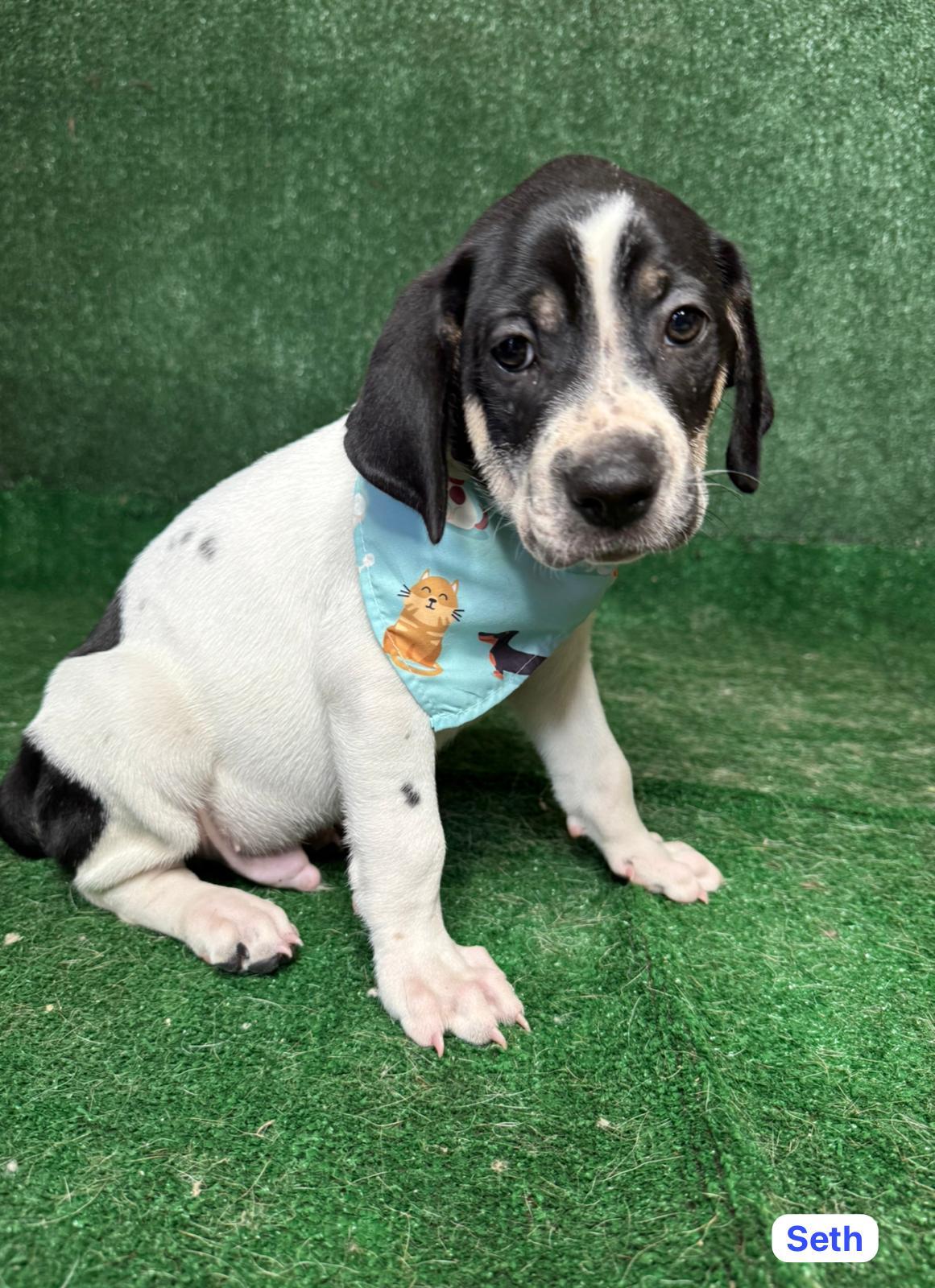 Enlarge Seth , a ADOPTABLE mixed breed in New York, NY image 3/4