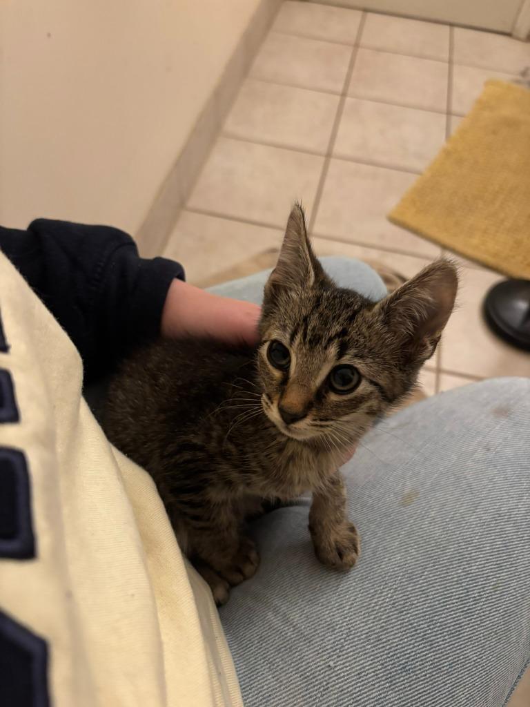 Tickles, Adoptable, Young Male Domestic Short Hair.