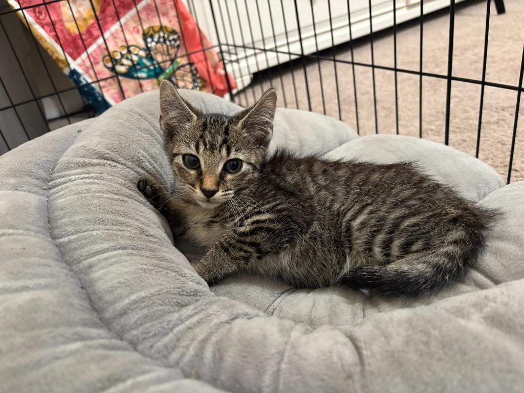 Enlarge Tickles, a Adoptable mixed breed in Buford, GA image 2/6