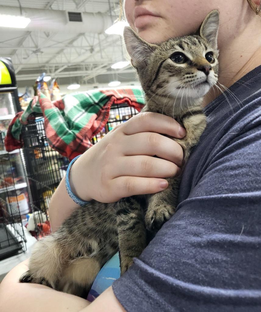 Enlarge Tickles, a Adoptable mixed breed in Buford, GA image 3/6