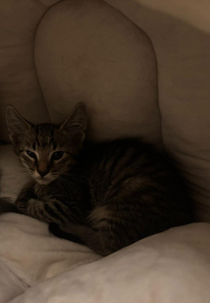 Enlarge Tickles, a Adoptable mixed breed in Buford, GA image 4/6