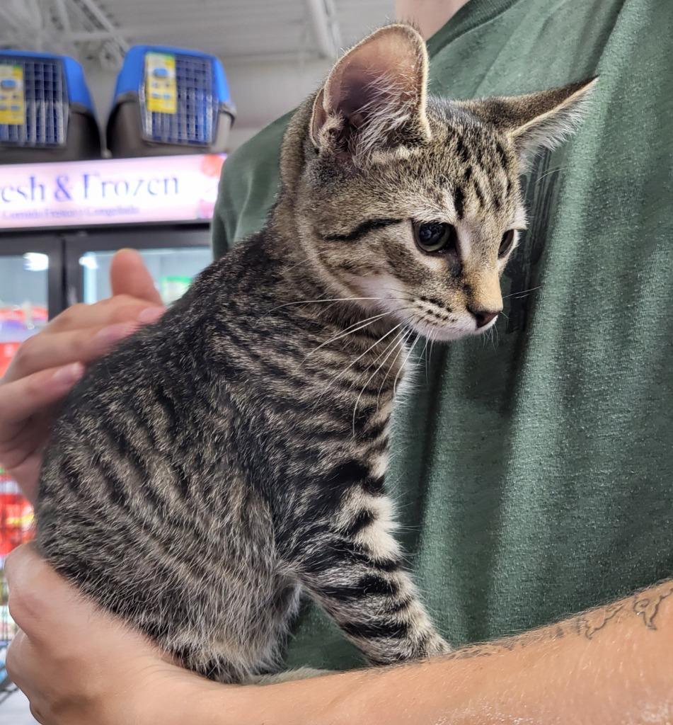 Enlarge Tickles, a Adoptable mixed breed in Buford, GA image 5/6