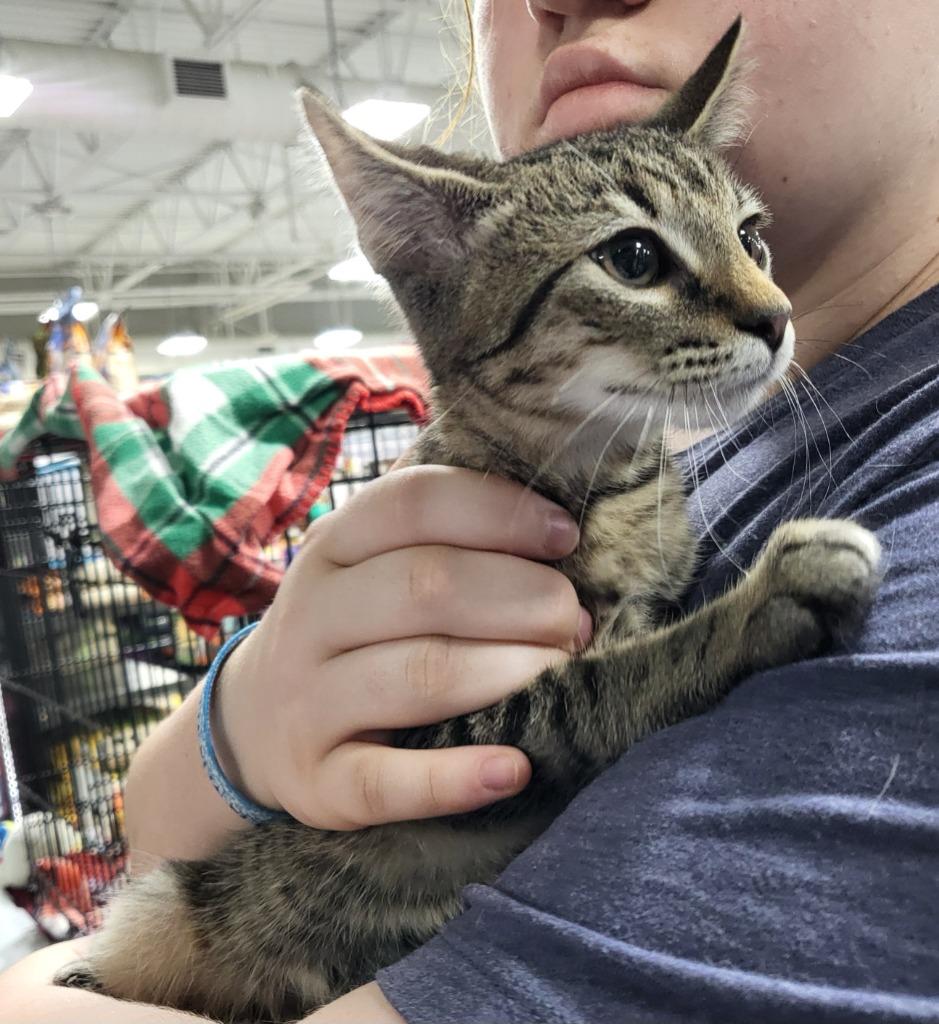 Enlarge Tickles, a Adoptable mixed breed in Buford, GA image 6/6