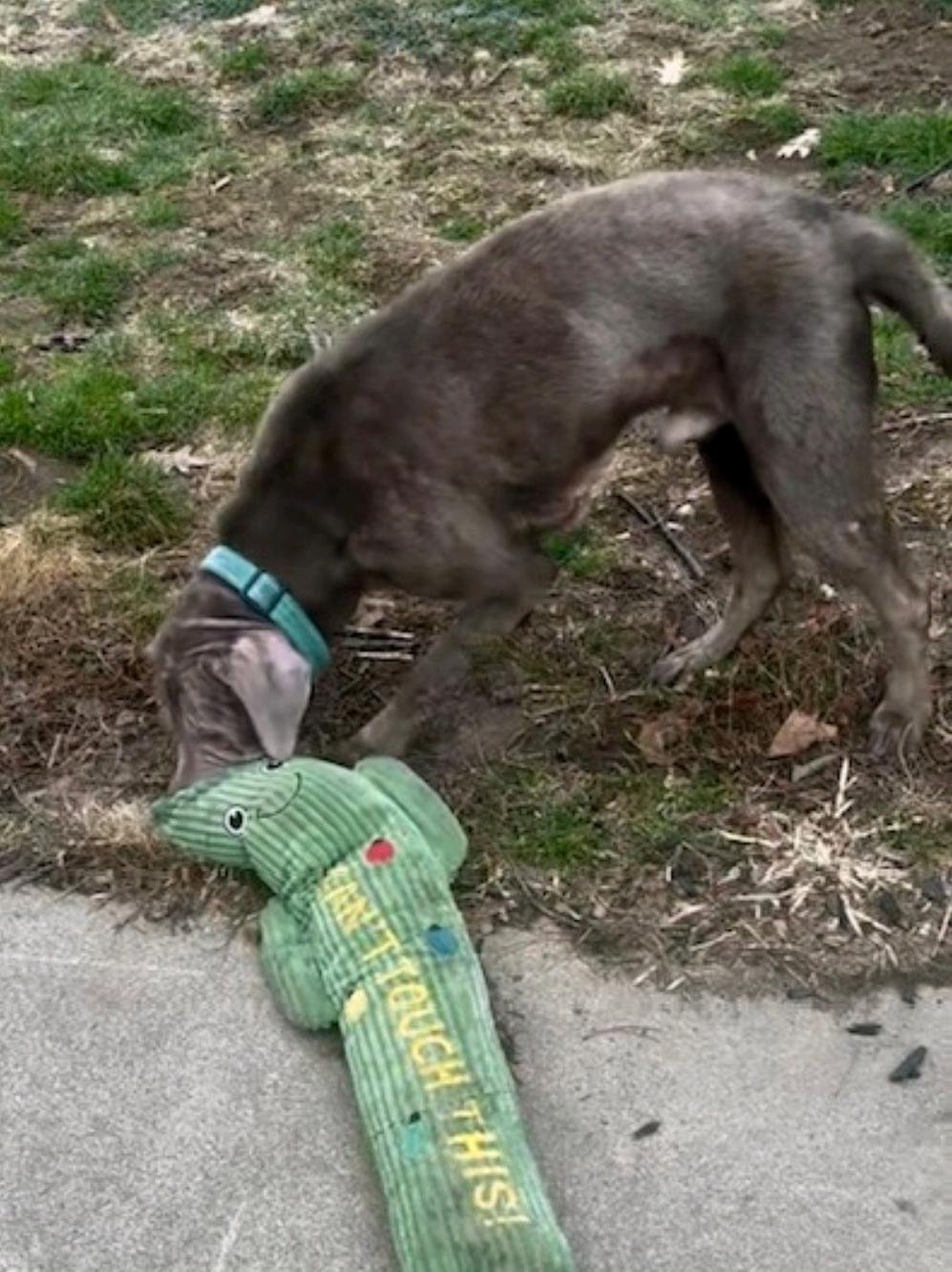Enlarge Legend, a ADOPTABLE Labrador Retriever in Hamburg, NY image 3/4
