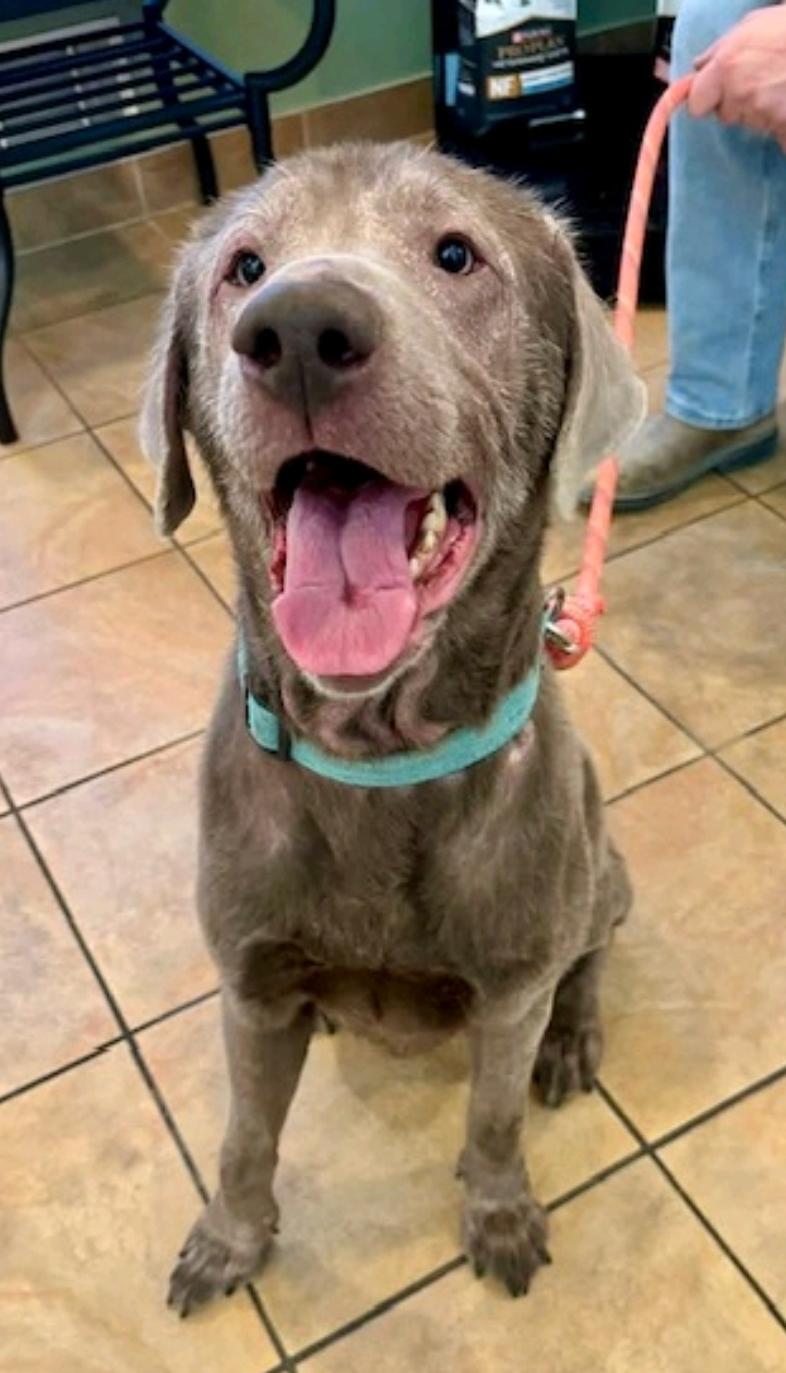 Enlarge Legend-Labrador Retriever, an adopted Labrador Retriever in Hamburg, NY image 1/6