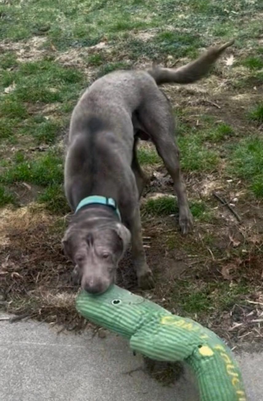 Enlarge Legend, a ADOPTABLE Labrador Retriever in Hamburg, NY image 4/4