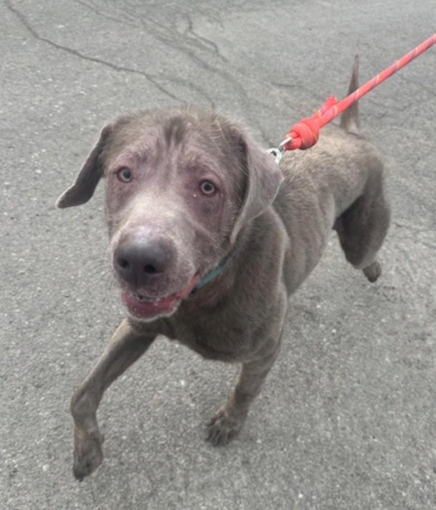 Enlarge Legend-Labrador Retriever, an adopted Labrador Retriever in Hamburg, NY image 5/6