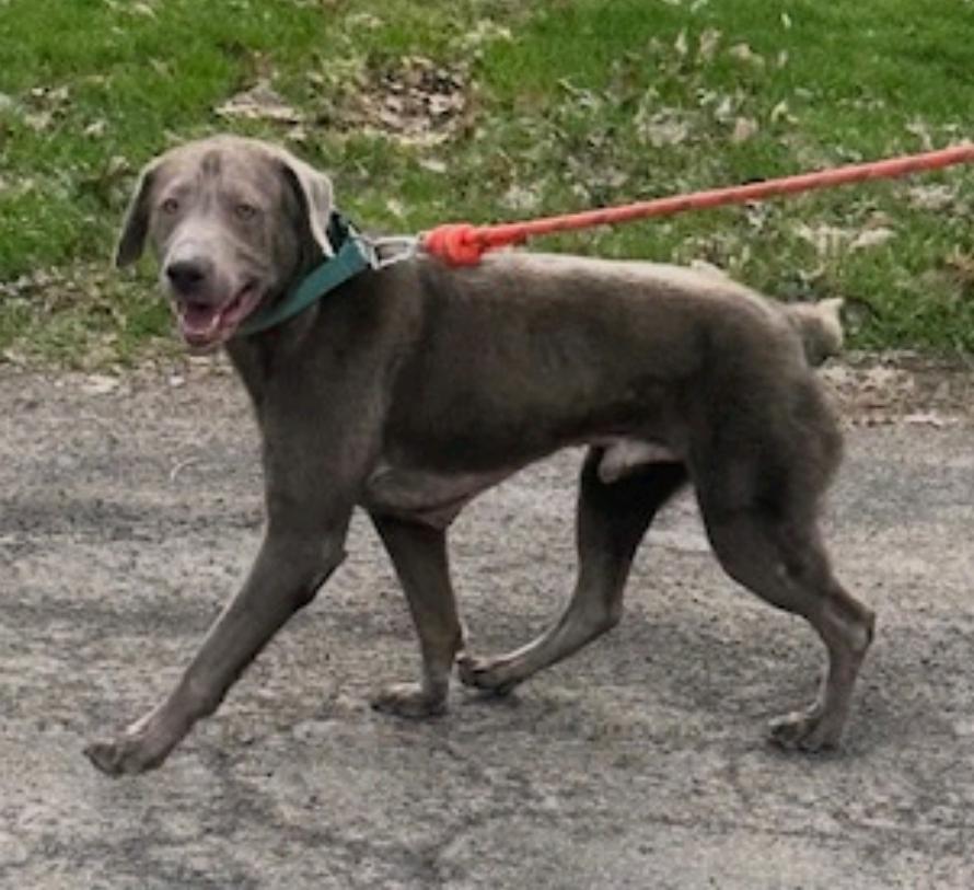 Enlarge Legend-Labrador Retriever, an adopted Labrador Retriever in Hamburg, NY image 3/6