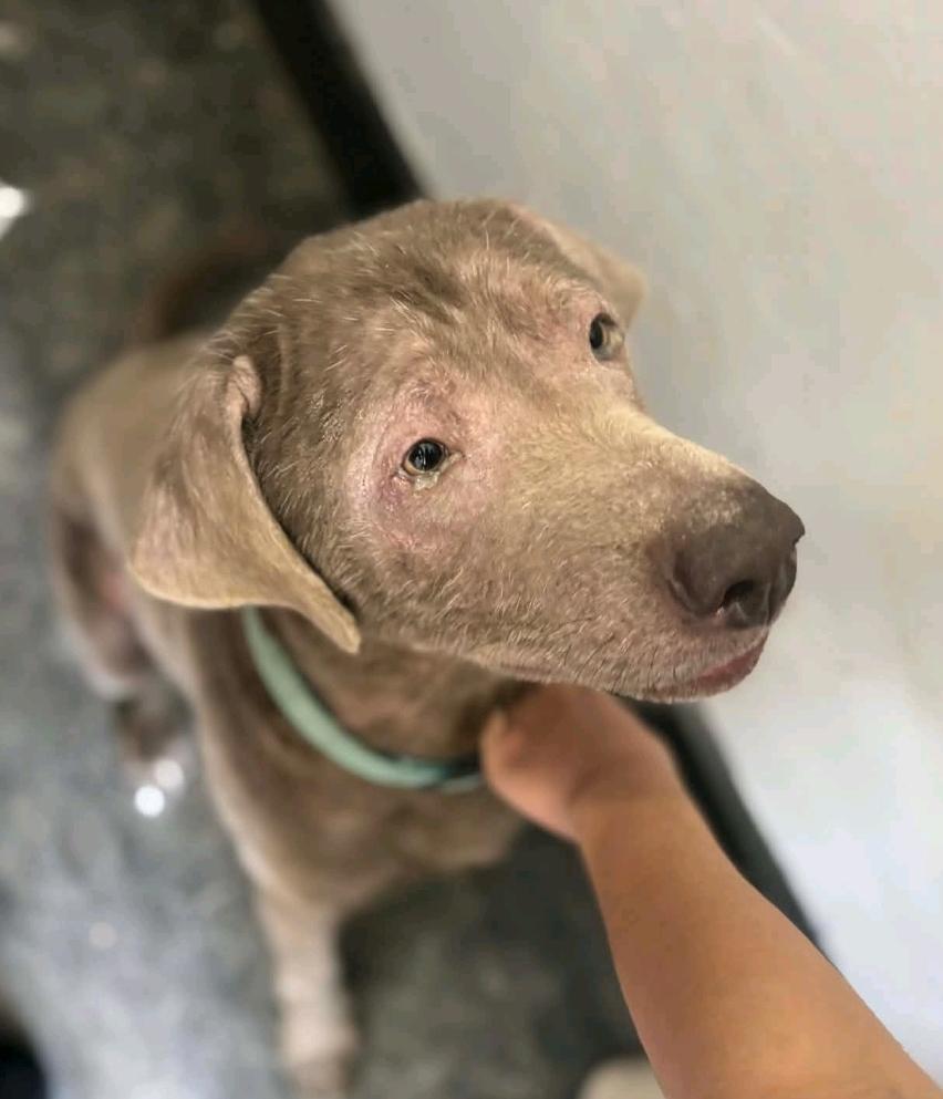 Enlarge Legend, a ADOPTABLE Labrador Retriever in Hamburg, NY image 2/4