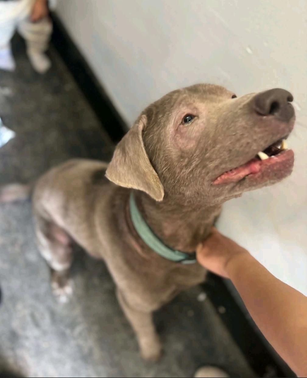 Enlarge Legend, a ADOPTABLE Labrador Retriever in Hamburg, NY image 1/4