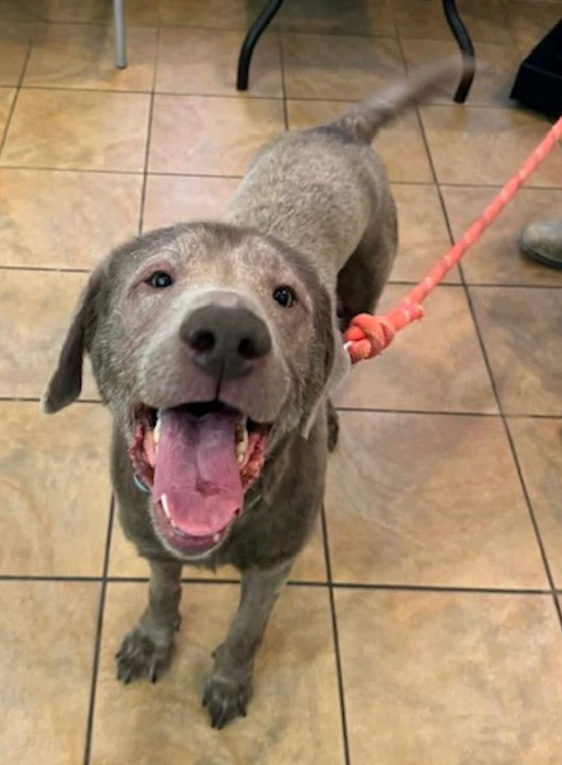 Enlarge Legend-Labrador Retriever, an adopted Labrador Retriever in Hamburg, NY image 4/6