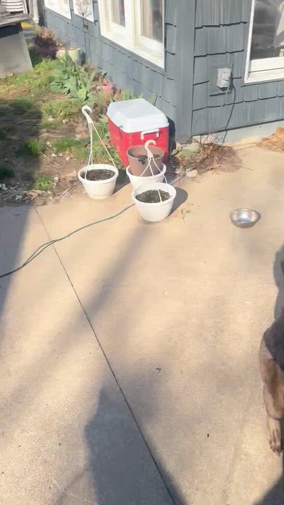 Enlarge Legend-Labrador Retriever, an adopted Labrador Retriever in Hamburg, NY video 6/6