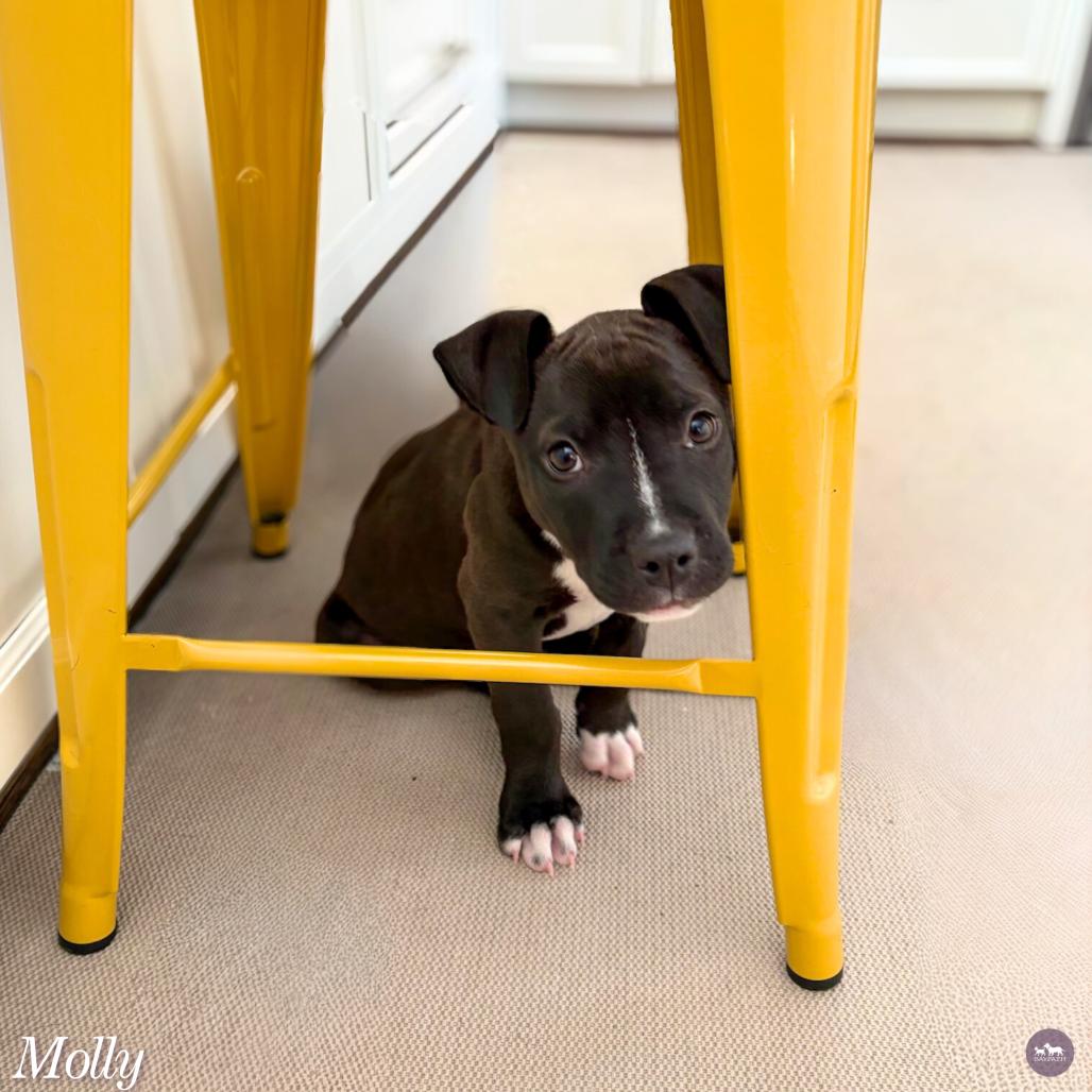 Molly, Adoptable, Puppy Female Mixed Breed & Mixed Breed.