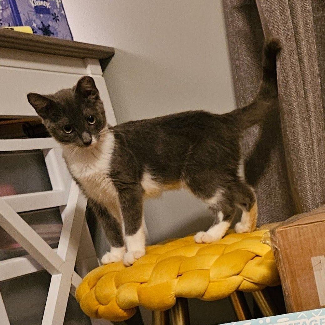 Enlarge Mist, an adopted American Shorthair in LITTLE MOUNTAIN, SC image 1/5