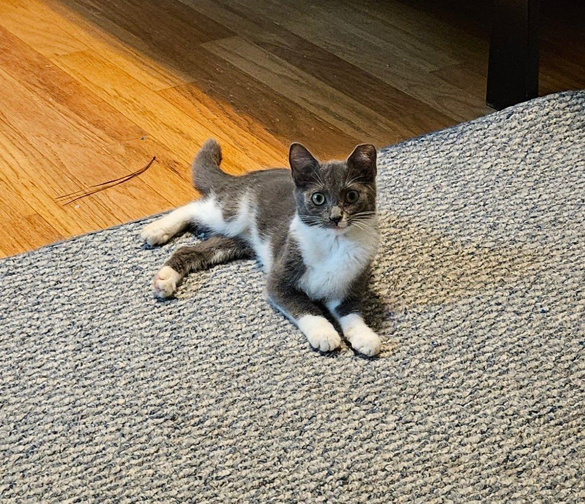 Enlarge Mist, an adopted American Shorthair in LITTLE MOUNTAIN, SC image 3/5