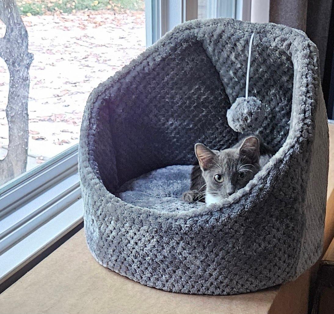 Enlarge Mist, an adopted American Shorthair in LITTLE MOUNTAIN, SC image 4/5