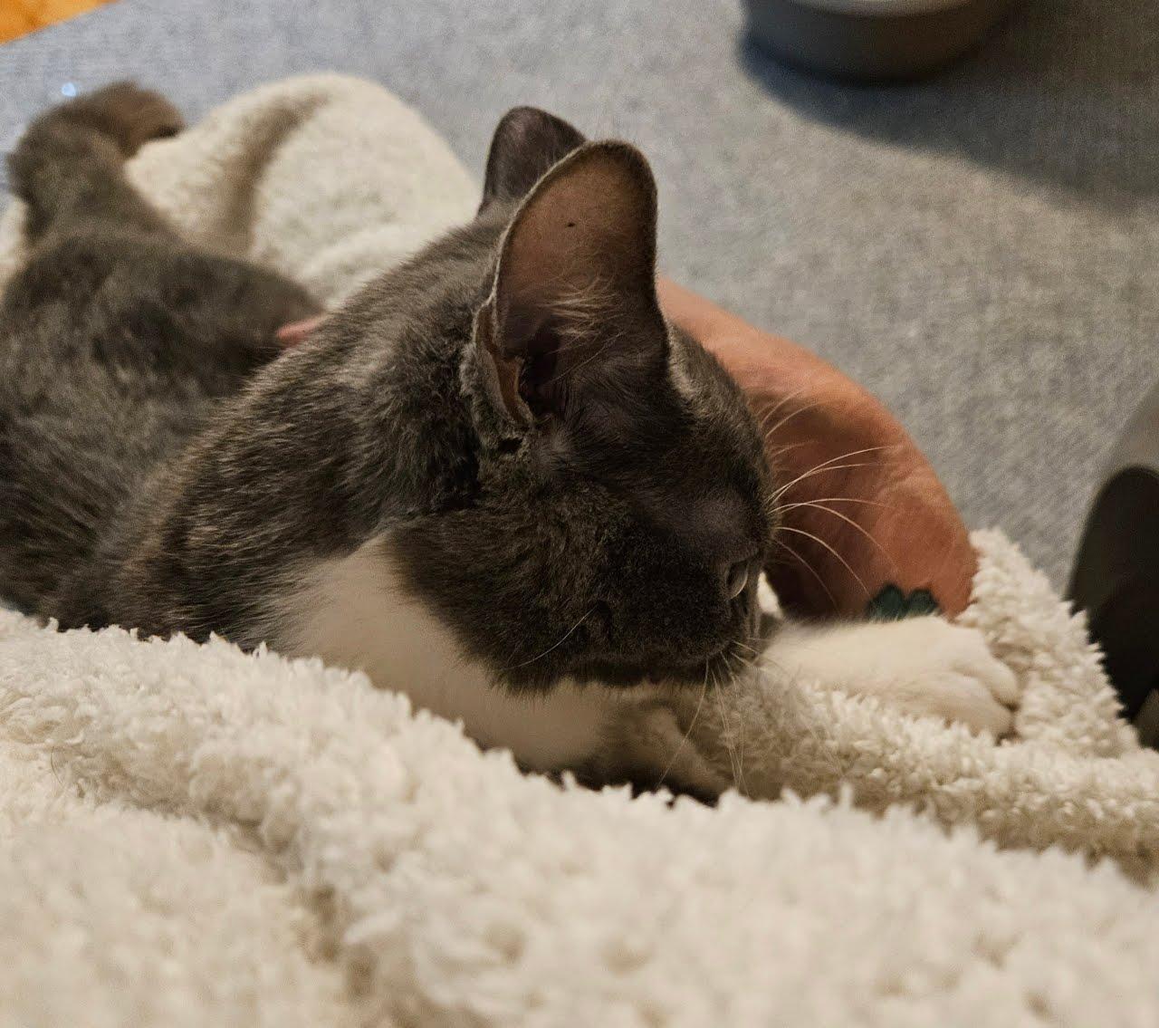 Enlarge Mist, an adopted American Shorthair in LITTLE MOUNTAIN, SC image 2/5