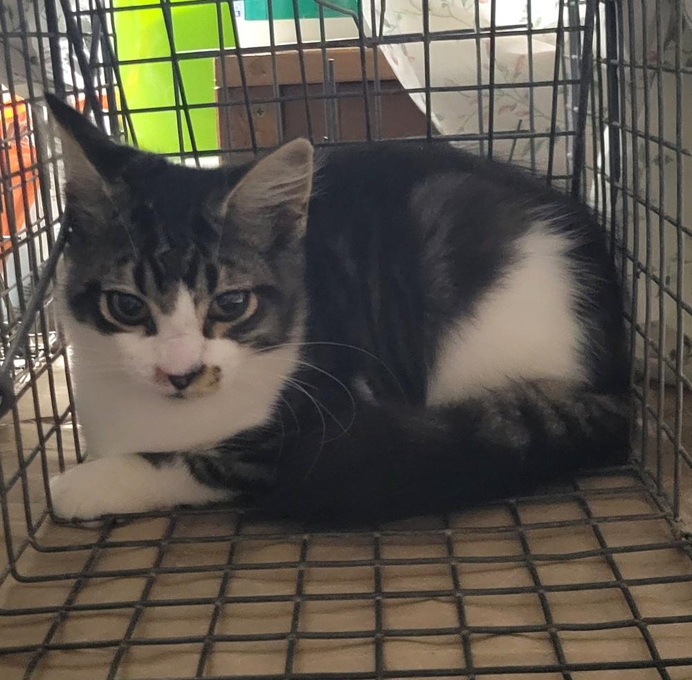 Barn/outdoor Cats, Adoptable, Adult Female Domestic Short Hair.