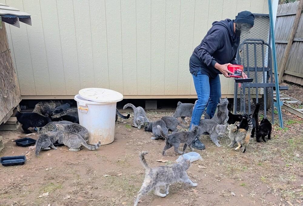 Enlarge Barn/outdoor Cats, a Adoptable Domestic Short Hair in Louisa, VA image 1/1