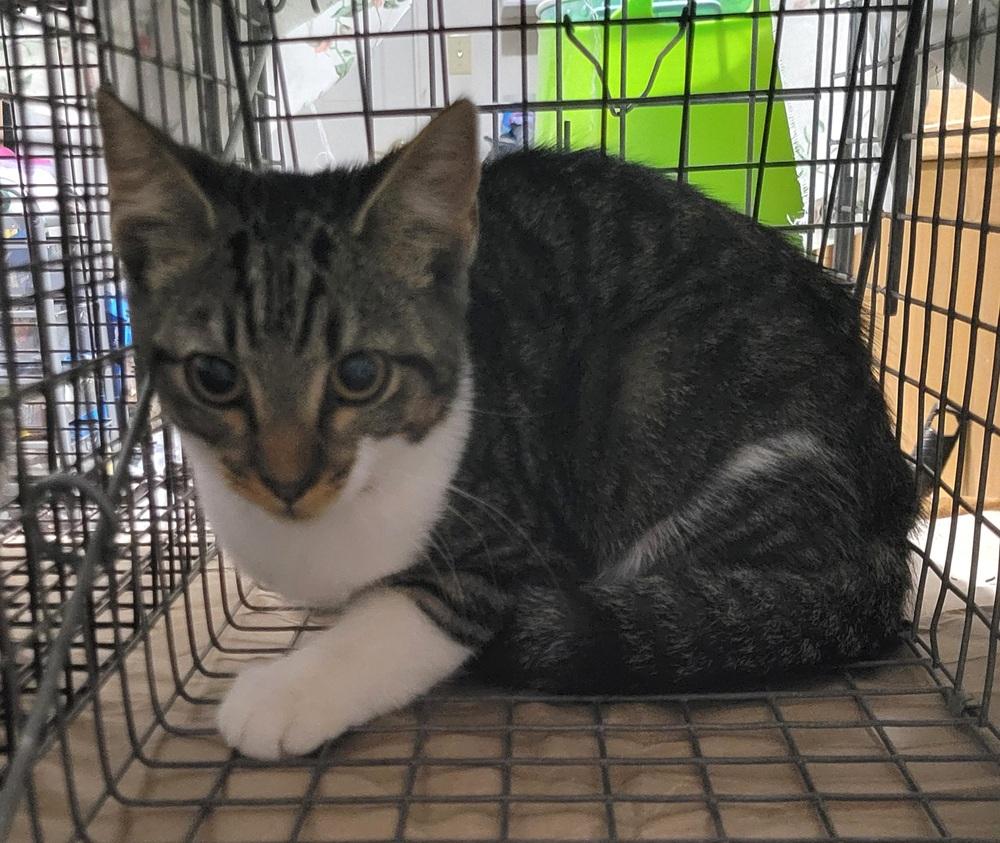 Enlarge Barn/outdoor Cats, a Adoptable Domestic Short Hair in Louisa, VA image 5/6