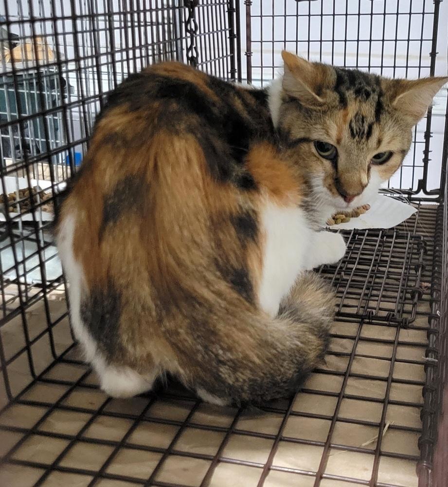 Enlarge Barn/outdoor Cats, a Adoptable Domestic Short Hair in Louisa, VA image 6/6