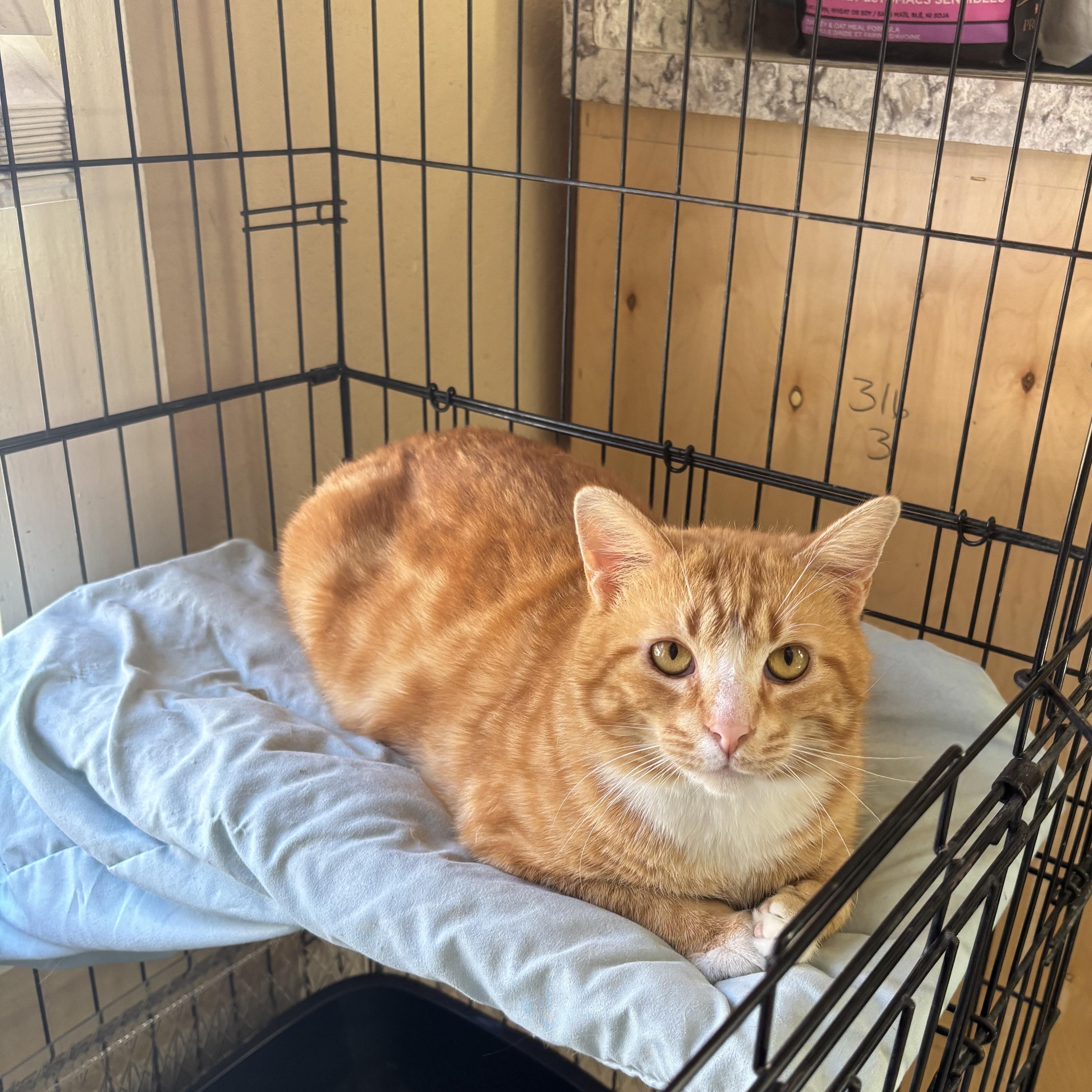 Opie, ADOPTABLE, Adult Male Domestic Short Hair.