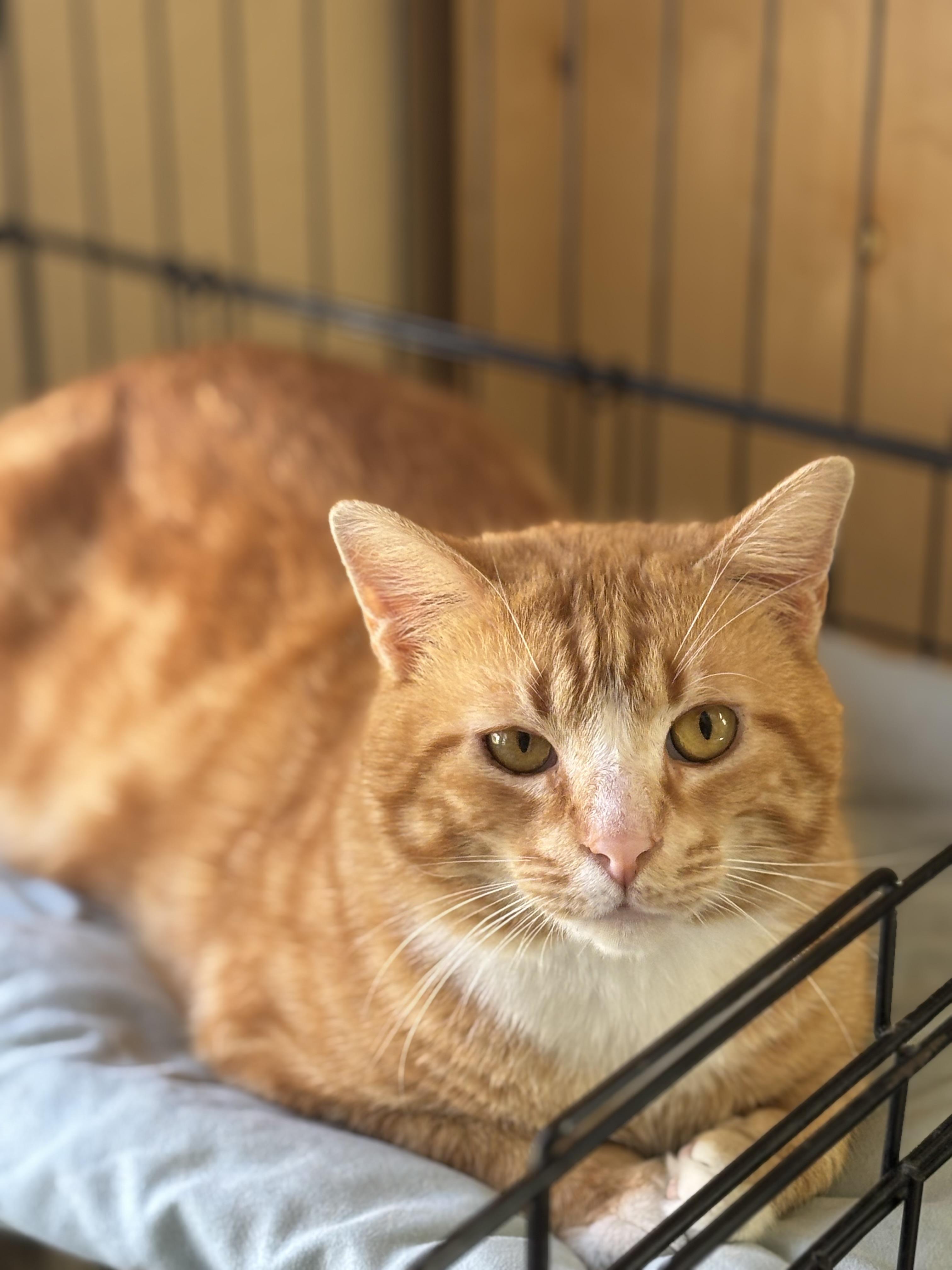 Opie, a ADOPTABLE Domestic Short Hair in Statesboro, GA image 2/2