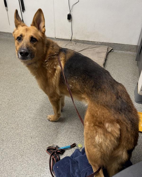 Enlarge Woodstock, a Adoptable mixed breed in Escondido, CA image 1/1
