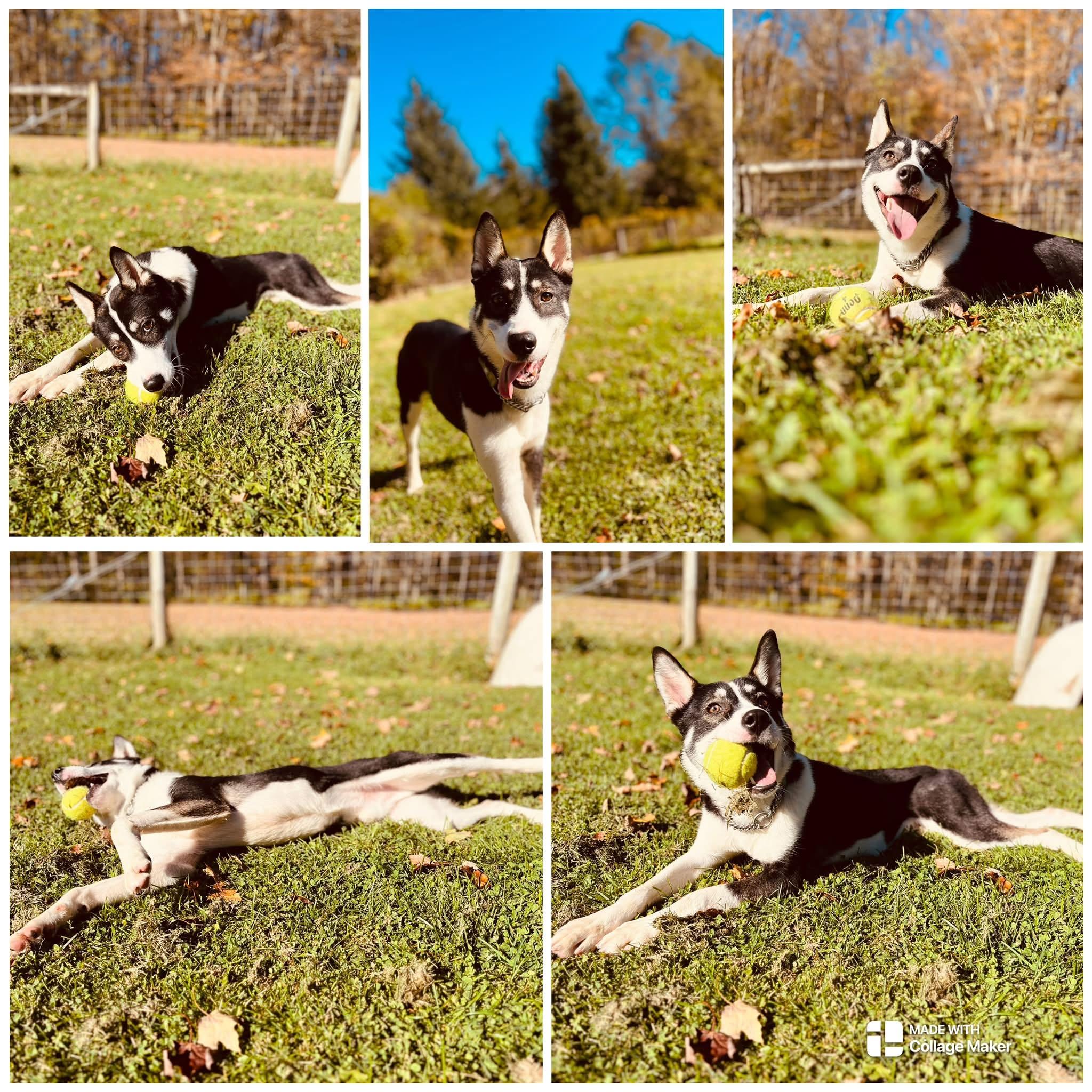 BRIGGS, Adoptable, Young Male Husky.