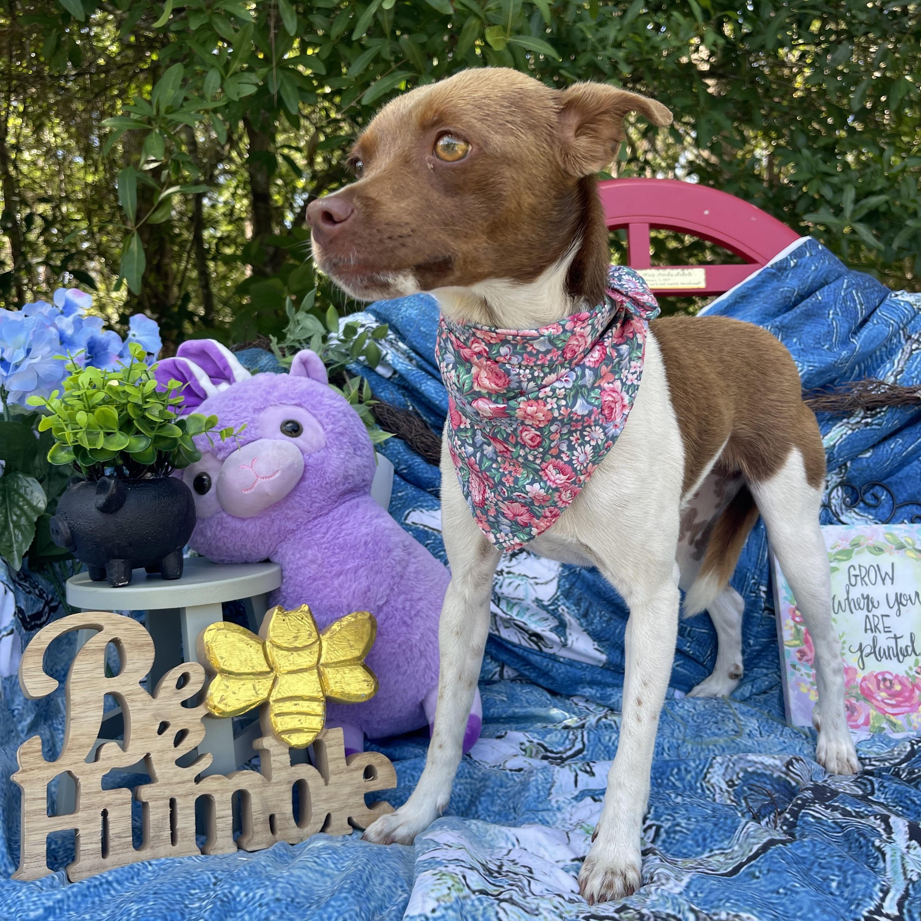 Enlarge Ember, an adopted mixed breed in Sebring, FL image 4/5