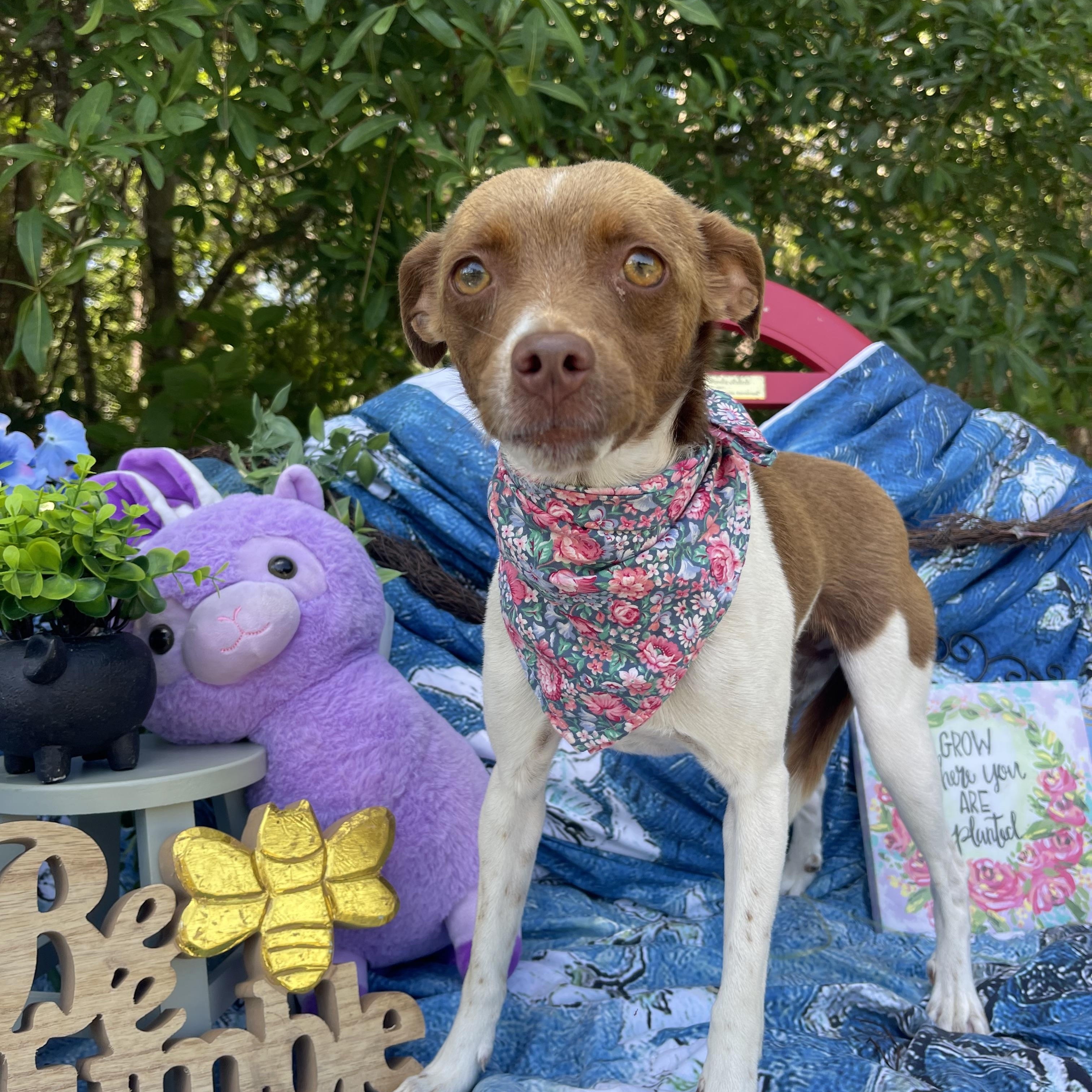 Enlarge Ember, an adopted mixed breed in Sebring, FL image 5/5