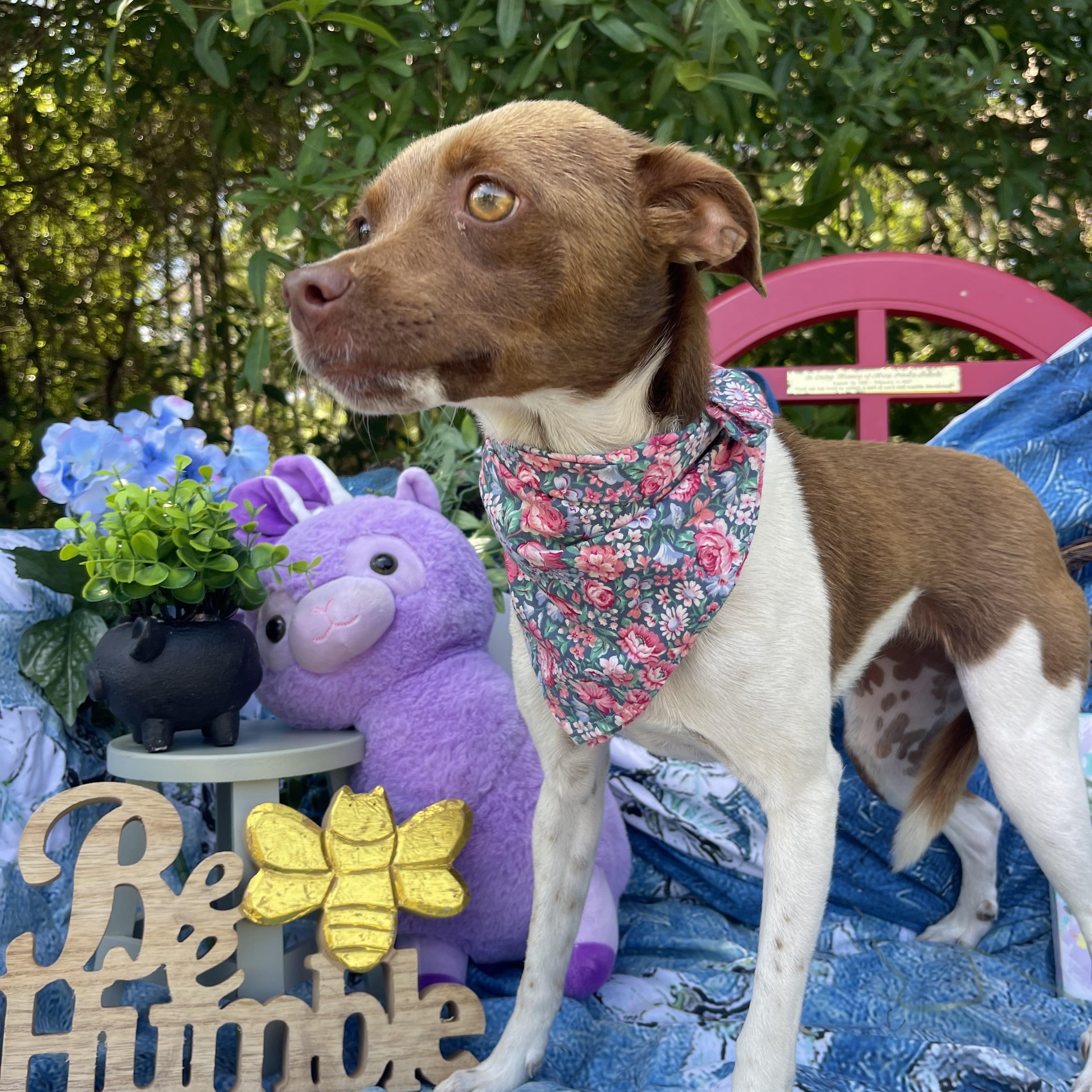Enlarge Ember, an adopted mixed breed in Sebring, FL image 3/5