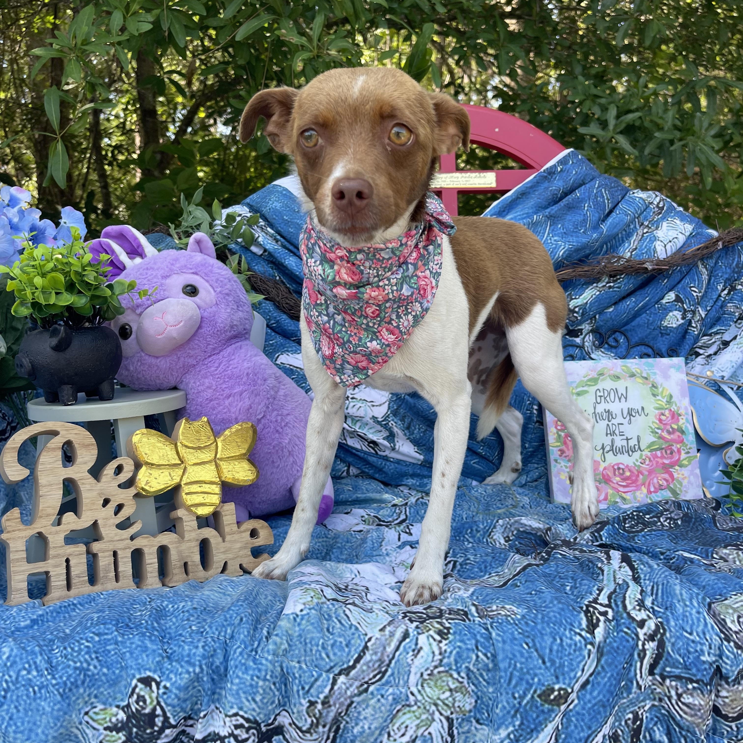 Enlarge Ember, an adopted mixed breed in Sebring, FL image 2/5
