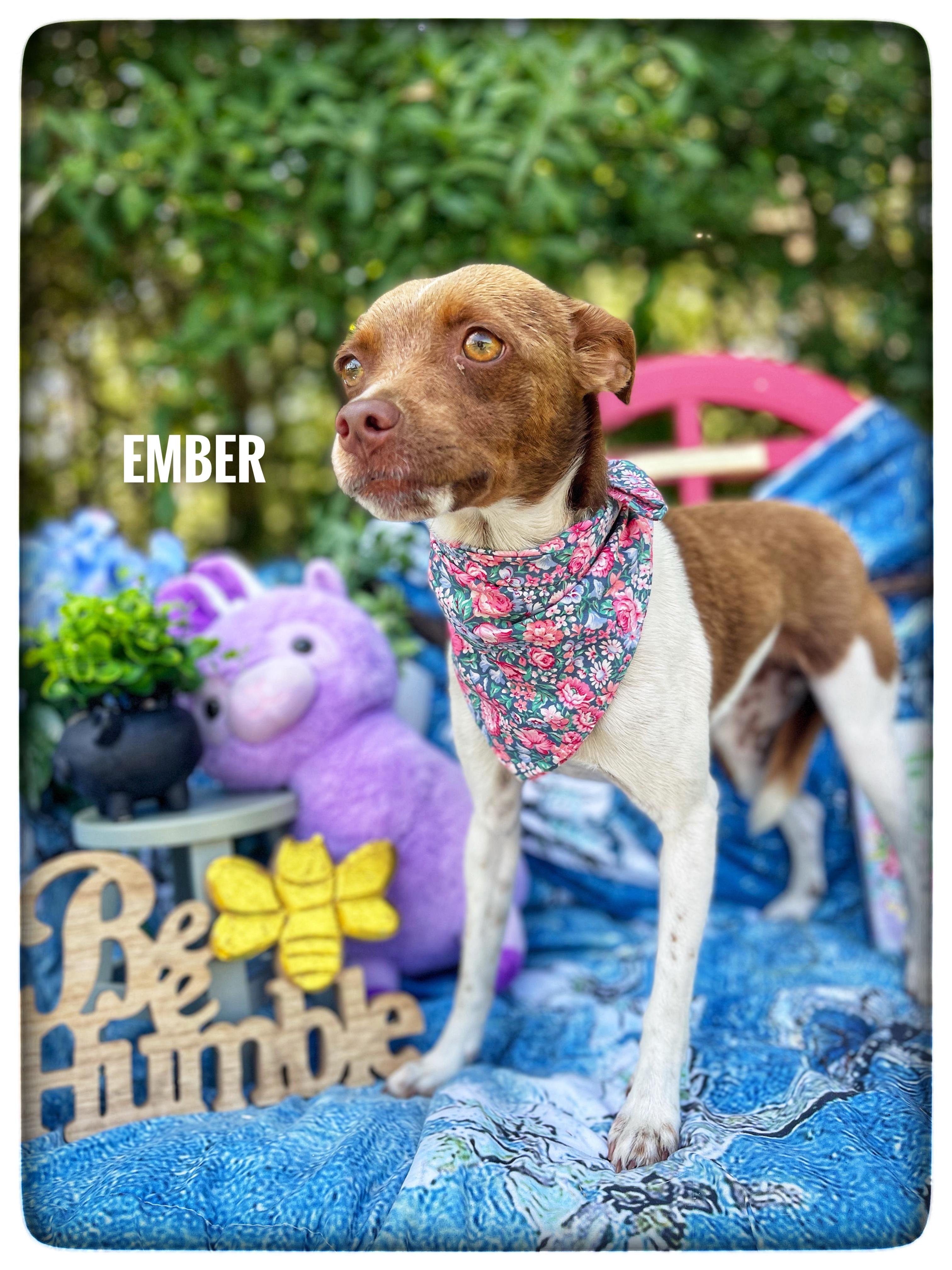 Ember, adopted, Young Female Rat Terrier.