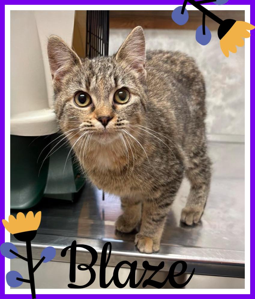 Enlarge Blaze, a Adoptable Domestic Short Hair in Valley City, ND image 1/1