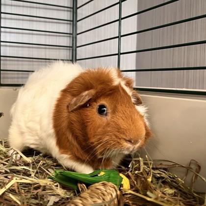 Enlarge Jane Fonda, a Adoptable mixed breed in Wheaton, IL image 1/1