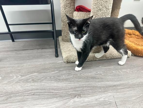 Isaac, ADOPTABLE, Young Male Domestic Short Hair.