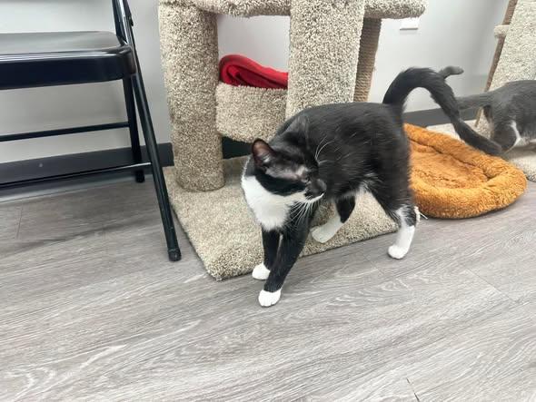 Isaac, a ADOPTABLE Domestic Short Hair in Reading, PA image 2/2