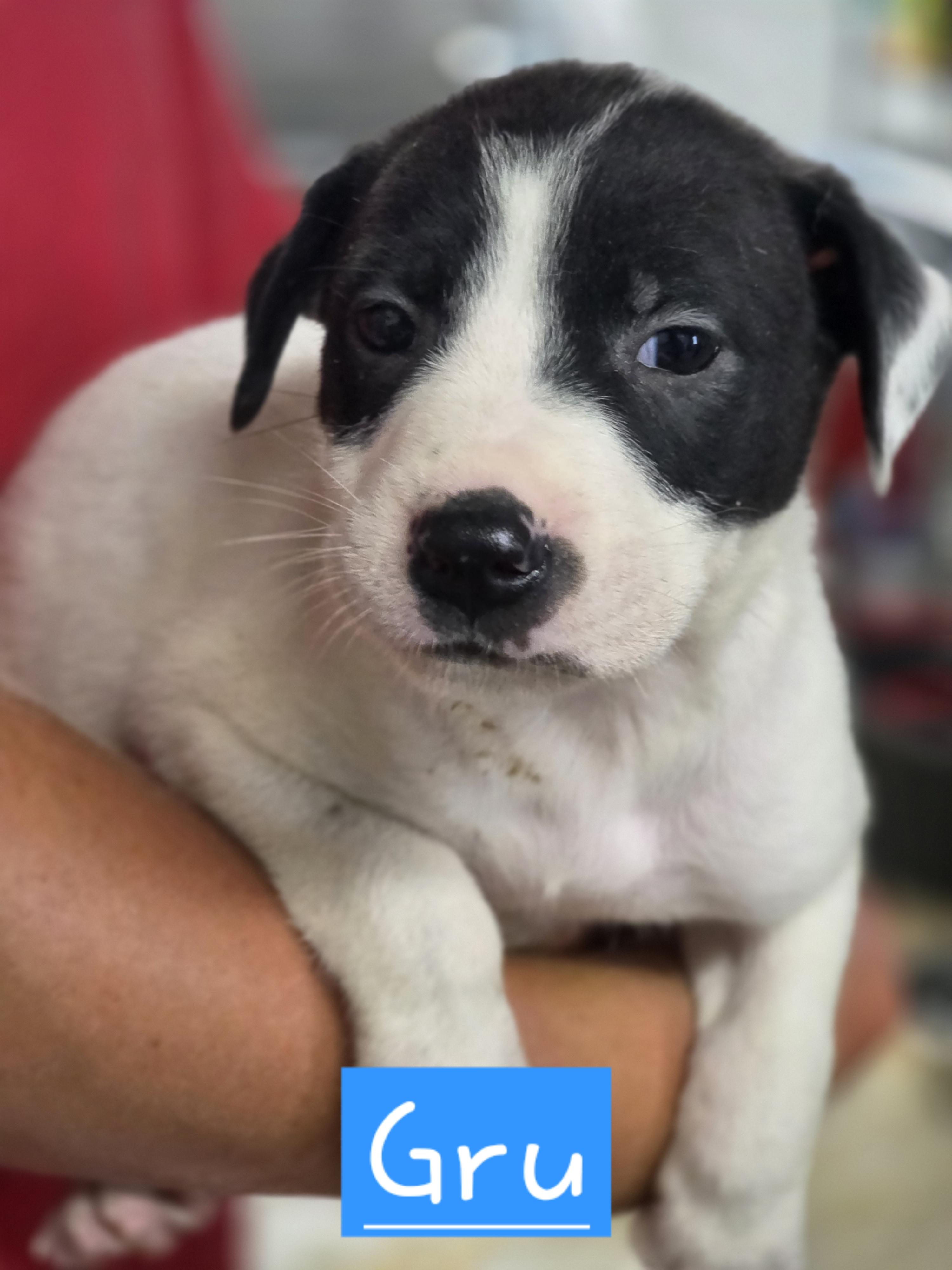 Enlarge Gru, an adopted Mixed Breed in Walthill, NE image 2/2