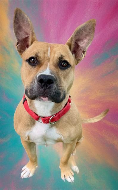 Enlarge JORDYN, a Adoptable mixed breed in Sarasota, FL image 1/1