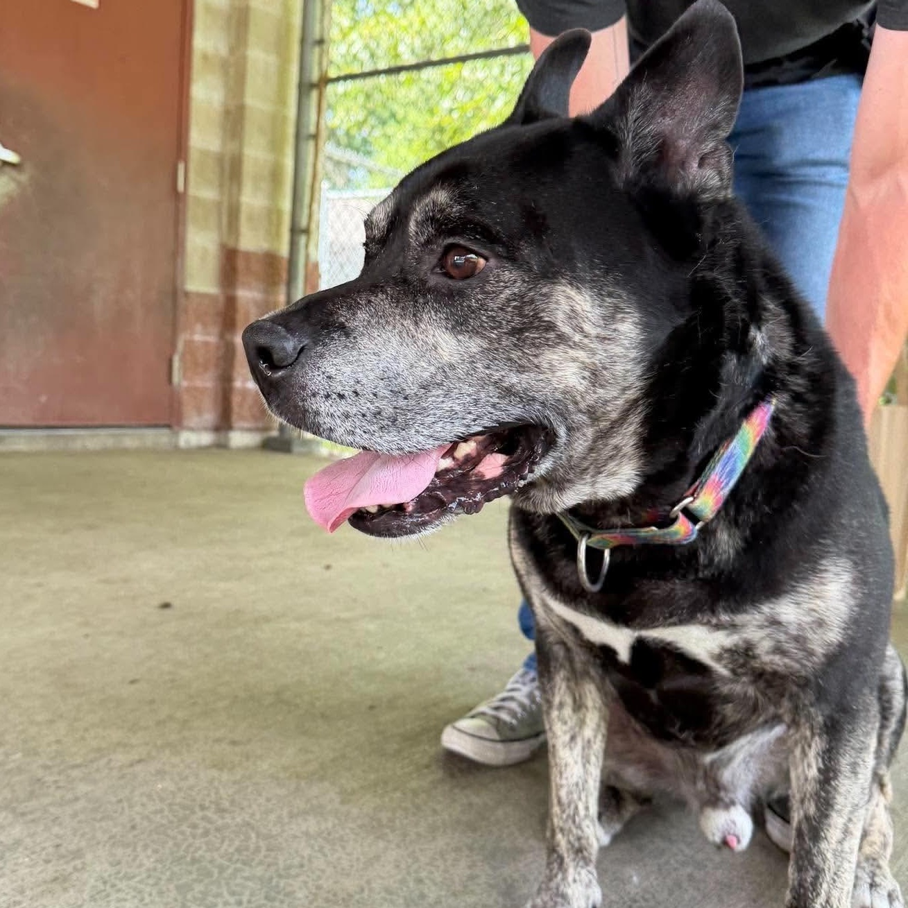 Enlarge Smokey, a Adoptable mixed breed in Cranston, RI image 2/5