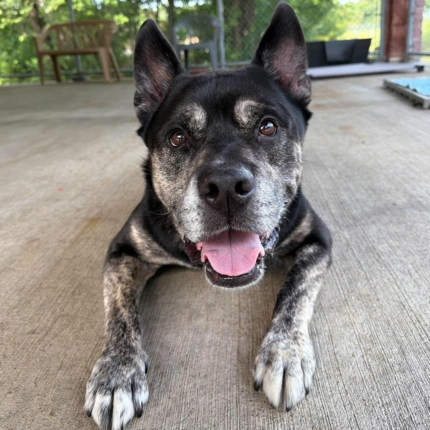 Smokey, Adoptable, Senior Male Australian Cattle Dog / Blue Heeler.