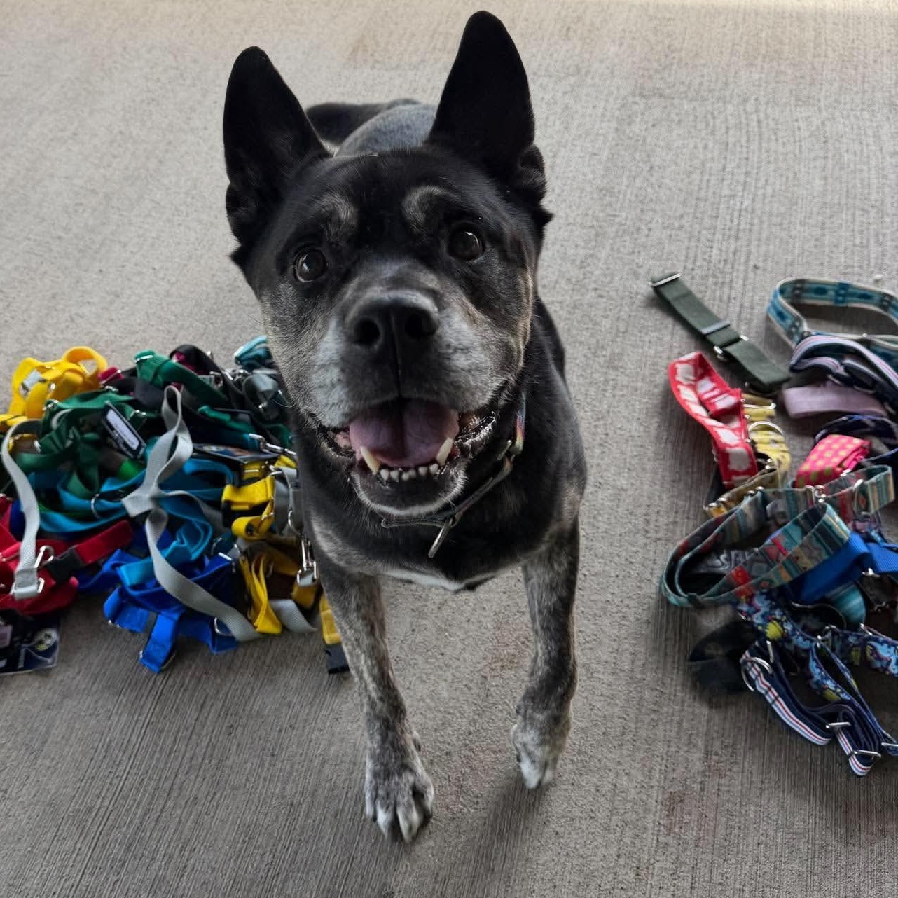 Enlarge Smokey, a Adoptable mixed breed in Cranston, RI image 5/5