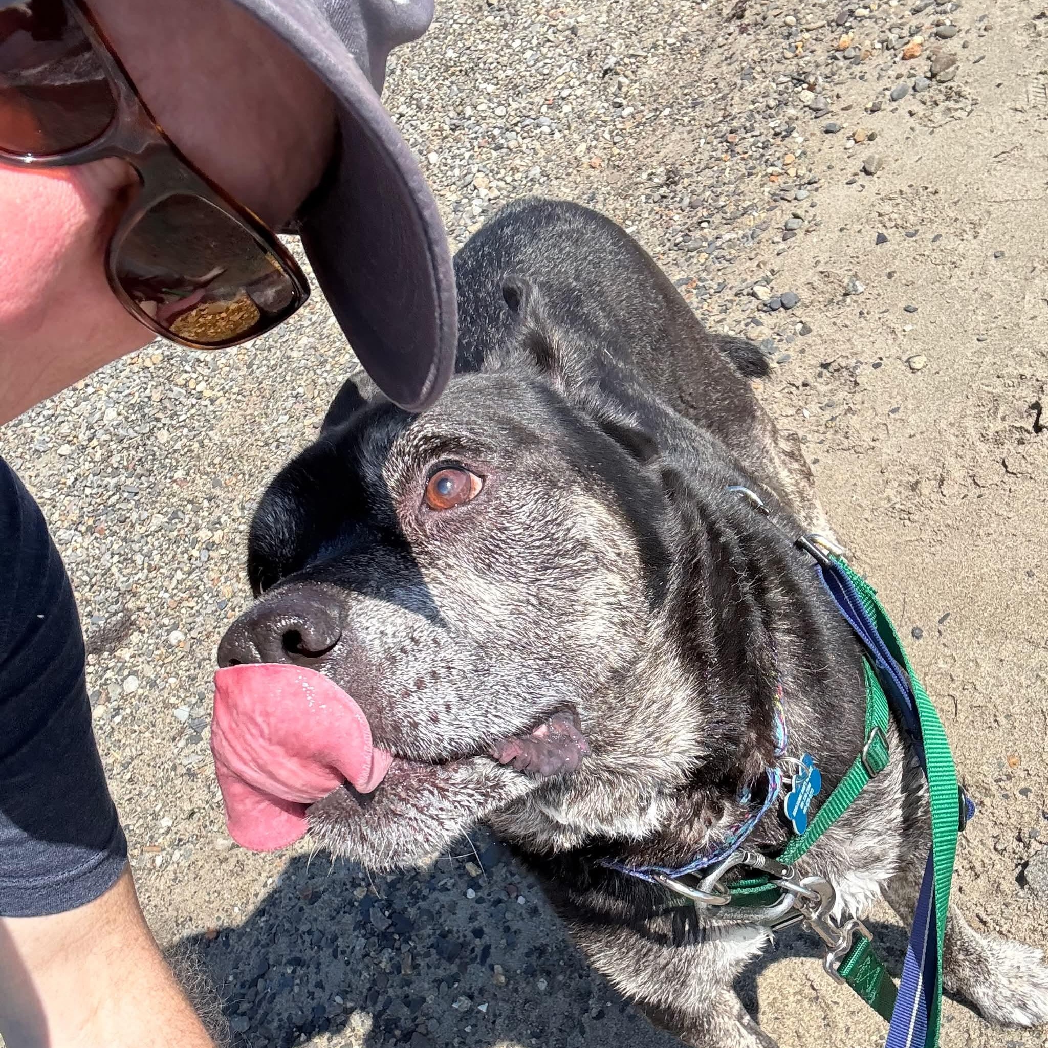 Smokey, Adoptable, Senior Male Australian Cattle Dog / Blue Heeler.
