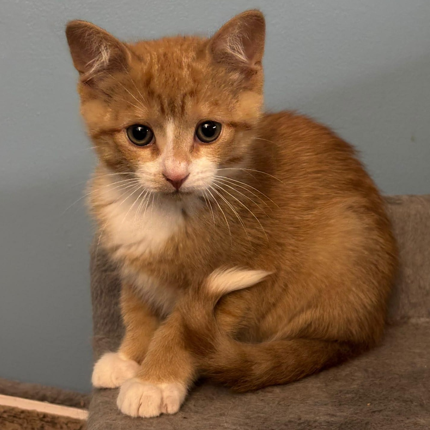 Charlie, adopted, Kitten Male Domestic Short Hair.