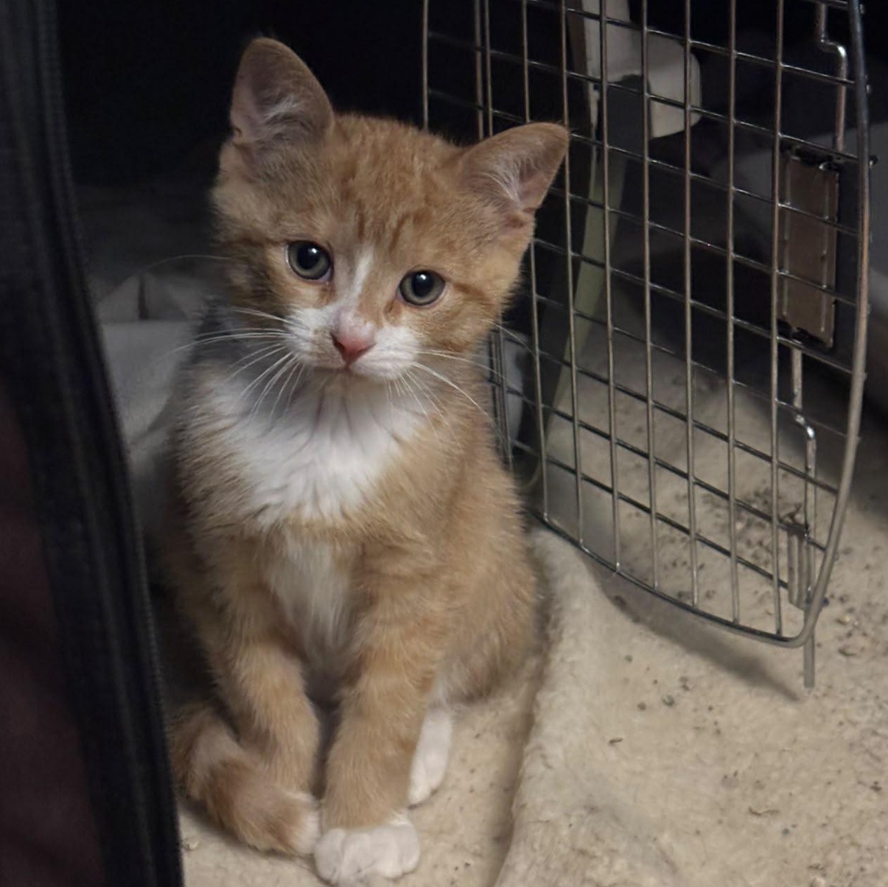 Charlie, an adopted Domestic Short Hair in Everett, ON image 5/6