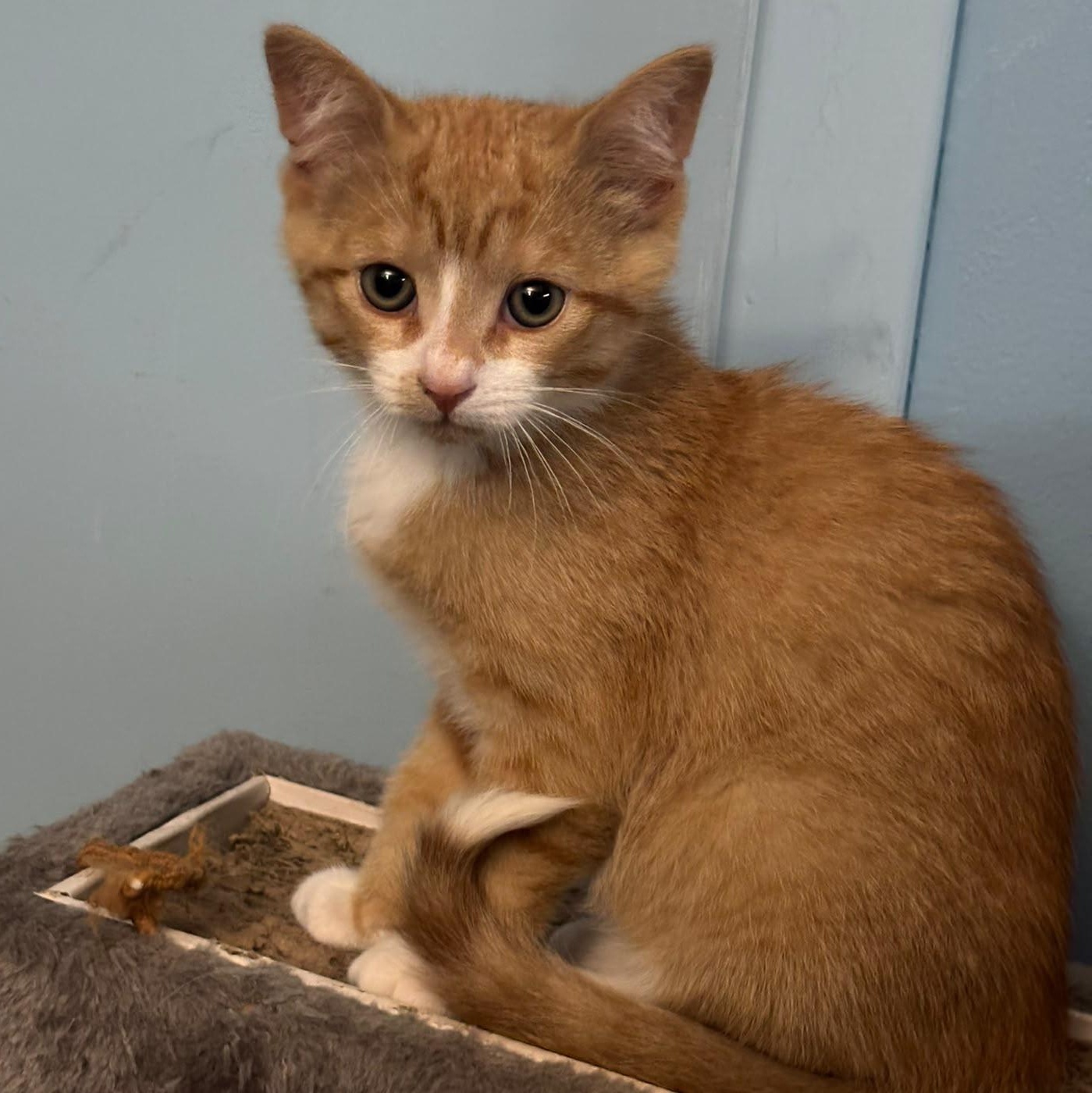 Charlie, an adopted Domestic Short Hair in Everett, ON image 2/6