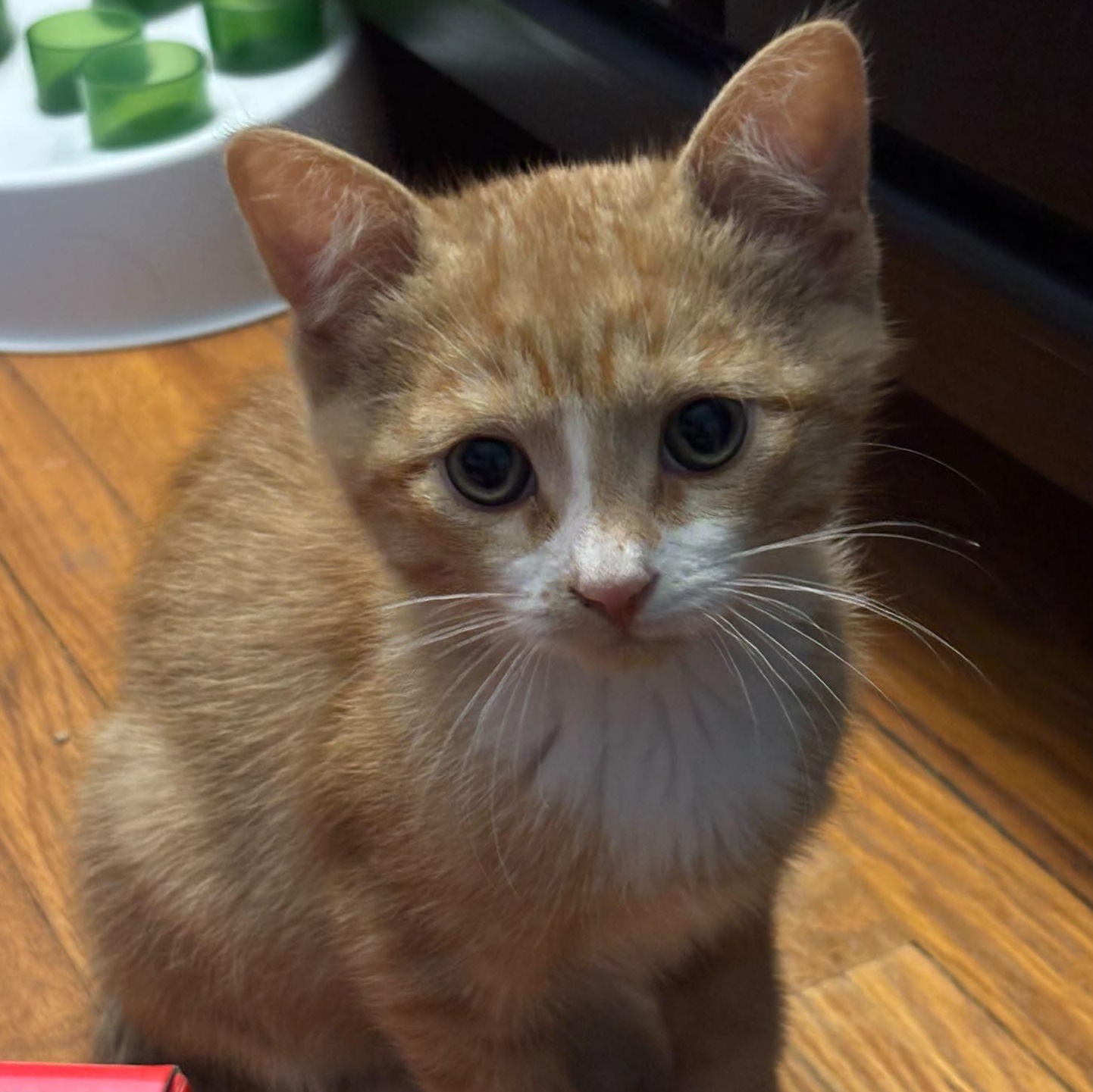 Charlie, an adopted Domestic Short Hair in Everett, ON image 6/6