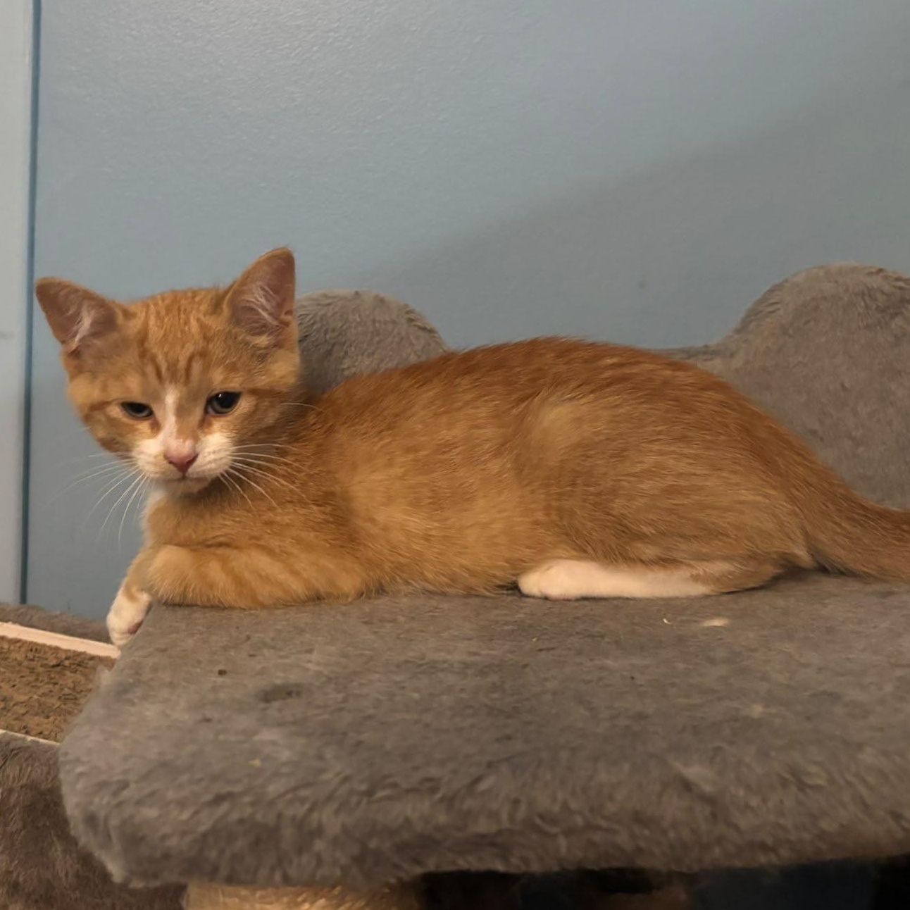 Charlie, an adopted Domestic Short Hair in Everett, ON image 3/6